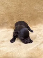 Akc chocolate , a male Miniature Schnauzer for sale in Morton, MS – Photo 2 of 5