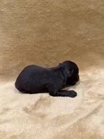 Akc chocolate , a male Miniature Schnauzer for sale in Morton, MS – Photo 4 of 5