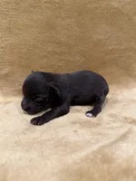 Akc chocolate , a male Miniature Schnauzer for sale in Morton, MS – Photo 3 of 5