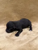 Akc chocolate , a male Miniature Schnauzer for sale in Morton, MS – Photo 5 of 5