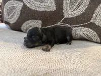 Asher, a male Miniature Schnauzer for sale in Morton, MS – 3 of 6