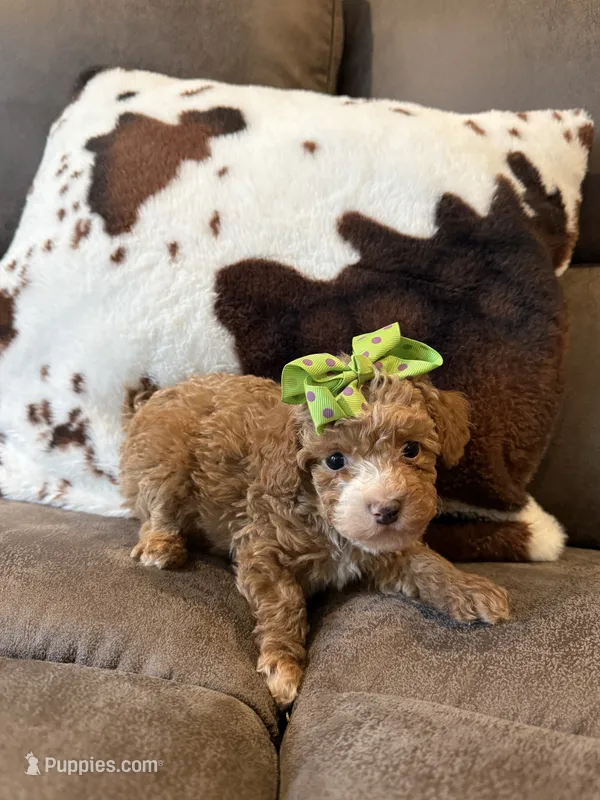 Lola  – Poodle - Toy  puppy for sale in Pearl, MS