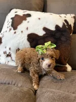Lola , a male Poodle - Toy  for sale in Pearl, MS – 1 of 1