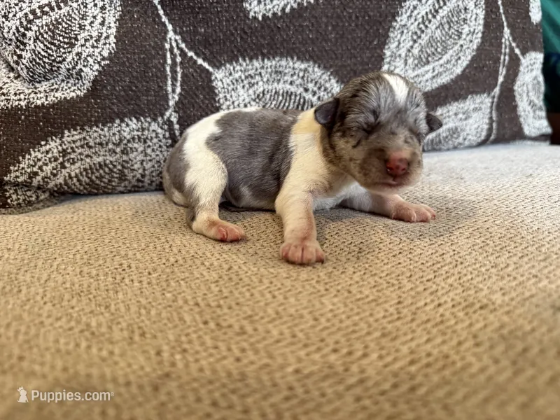Merle  – Miniature Schnauzer puppy for sale in Morton, MS