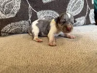 Merle , a male Miniature Schnauzer for sale in Morton, MS – 1 of 6
