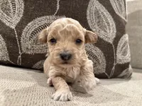 MG1, a male Miniature Goldendoodle for sale in Morton, MS – 3 of 4