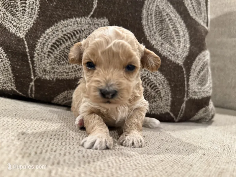 MG1 – Miniature Goldendoodle puppy for sale in Morton, MS