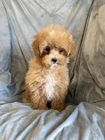 Buddy, a male Maltipoo for sale in Pearl, MS – 2 of 3