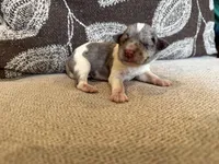 Merle , a male Miniature Schnauzer for sale in Morton, MS – 2 of 6