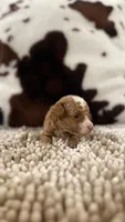 Gigi, a female Poodle - Toy  for sale in Morton, MS – 5 of 5