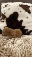 Gigi, a female Poodle - Toy  for sale in Morton, MS – 3 of 5