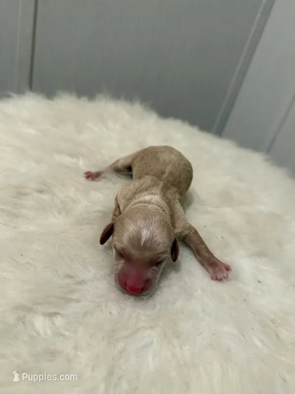 G1 – Miniature Dachshund puppy for sale in Morton, MS