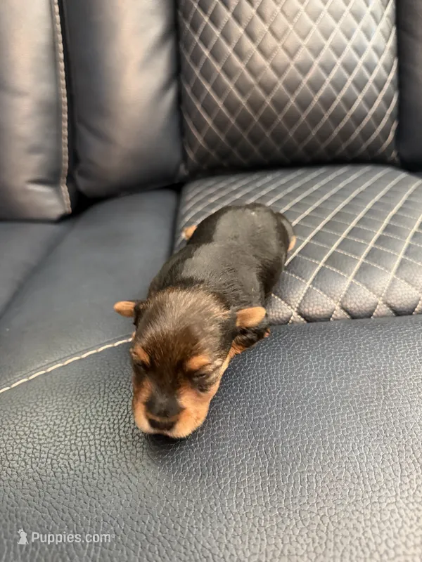 Dolly , a female Yorkshire Terrier for sale in Pearl, MS – 1 of 1