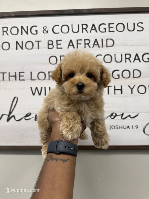 Teddy – Miniature Goldendoodle puppy for sale in Morton, MS