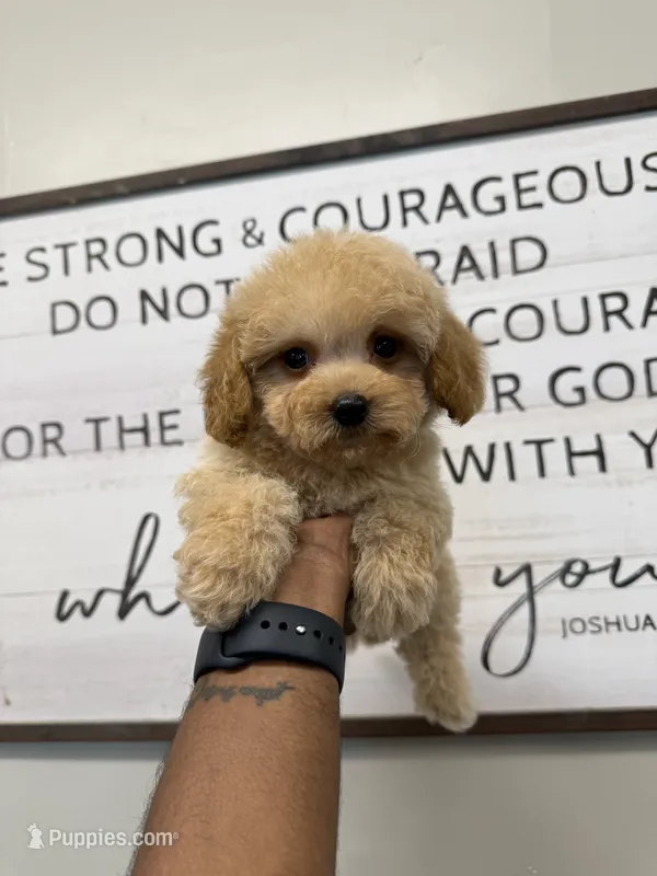 Bear – Miniature Goldendoodle puppy for sale in Morton, MS