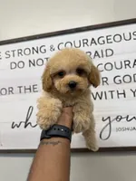 Bear, a male Miniature Goldendoodle for sale in Morton, MS – 1 of 1