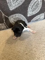 Oreo , a male Miniature Schnauzer for sale in Morton, MS – 5 of 6
