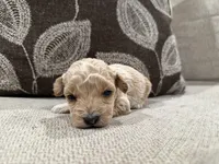 MGB3, a male Miniature Goldendoodle for sale in Morton, MS – 1 of 2