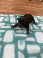 Roxie, a female Poodle - Toy  for sale in Morton, MS – Photo 3 of 3