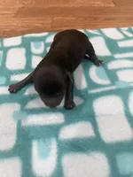 Roxie, a female Poodle - Toy  for sale in Morton, MS – Photo 1 of 3