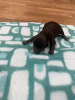 Roxie, a female Poodle - Toy  for sale in Morton, MS – Photo 2 of 3