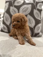 Girl Cavapoo , a female Cavapoo for sale in Morton, MS – 2 of 2