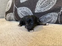 Pepper , a male Miniature Schnauzer for sale in Morton, MS – 3 of 5