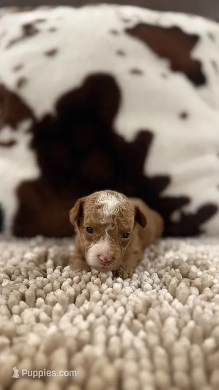 Gigi – Poodle - Toy  puppy for sale in Morton, MS
