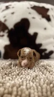 Gigi, a female Poodle - Toy  for sale in Morton, MS – 1 of 5