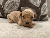 MGB2, a male Miniature Goldendoodle for sale in Morton, MS – 1 of 4