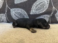 Pepper , a male Miniature Schnauzer for sale in Morton, MS – 5 of 5