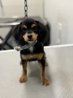 Lola, a female Cockapoo for sale in Pearl, MS – 1 of 6