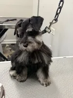 Rooster , a male Miniature Schnauzer for sale in Pearl, MS – 4 of 5