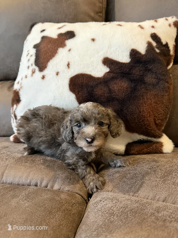 Bingo  – Poodle - Toy  puppy for sale in Pearl, MS