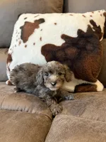 Bingo , a male Poodle - Toy  for sale in Pearl, MS – 1 of 1