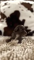 Peter, a male Poodle - Toy  for sale in Morton, MS – 2 of 2