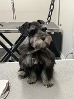 Rooster , a male Miniature Schnauzer for sale in Pearl, MS – 5 of 5