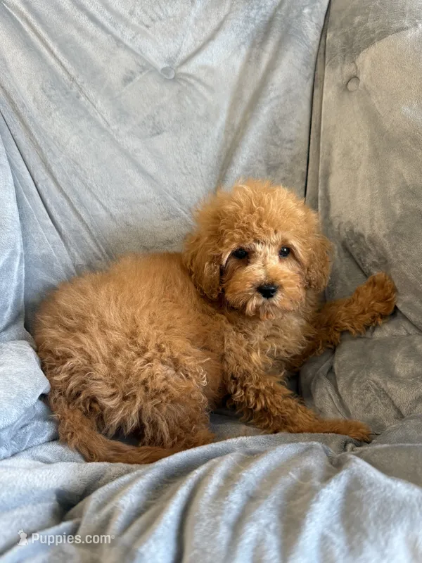 Lucky  – Maltipoo puppy for sale in Pearl, MS
