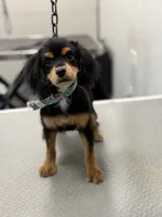 Lola, a female Cockapoo for sale in Pearl, MS – 3 of 6