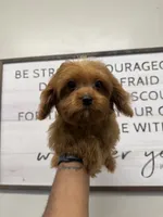 Bingo , a male Cavapoo and Miniature Goldendoodle for sale in Morton, MS – 1 of 1