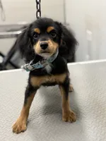 Lola, a female Cockapoo for sale in Pearl, MS – 5 of 6