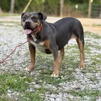 Zoey, a female American Bully for sale in Morton, MS – Photo 4 of 6