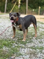 Zoey, a female American Bully for sale in Morton, MS – Photo 4 of 6