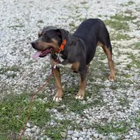 Zoey, a female American Bully for sale in Morton, MS – Photo 5 of 6