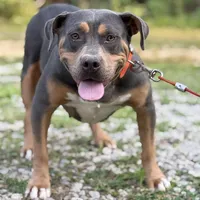 Zoey, a female American Bully for sale in Morton, MS – Photo 3 of 6