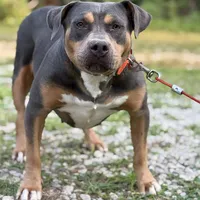 Zoey, a female American Bully for sale in Morton, MS – Photo 2 of 6