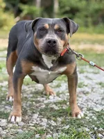 Zoey, a female American Bully for sale in Morton, MS – Photo 2 of 6