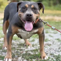 Zoey, a female American Bully for sale in Morton, MS – Photo 6 of 6
