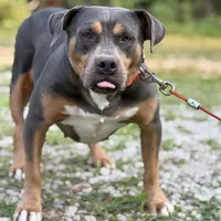 Zoey, a female American Bully for sale in Morton, MS – Photo 1 of 6