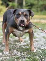 Zoey, a female American Bully for sale in Morton, MS – Photo 1 of 6